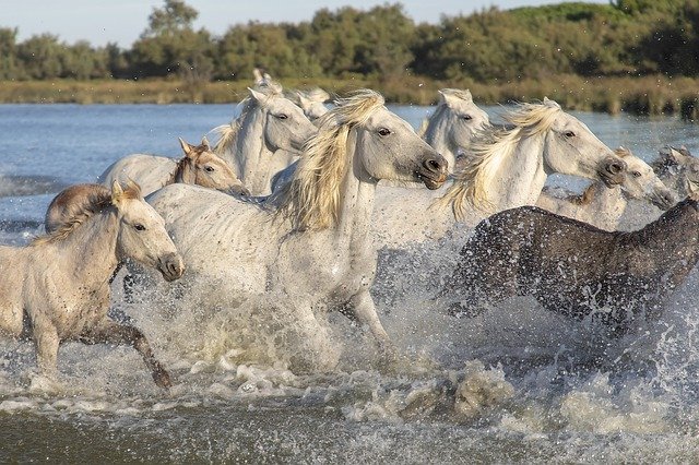 Les vacances de rêve en Camargue !